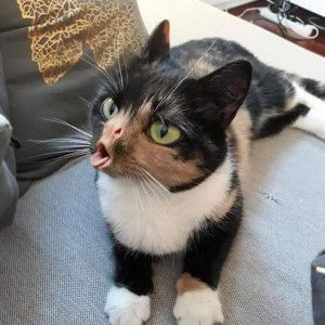 Siti Nazzirah Nazri profile icon