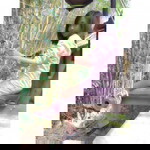 Khun Poppy profile icon