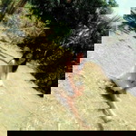 Franz Apple profile icon