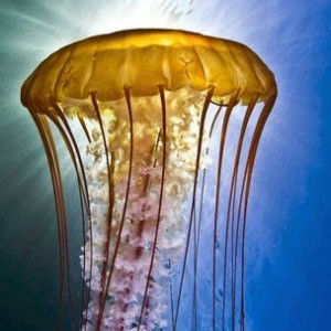 Izah Nyayoe profile icon