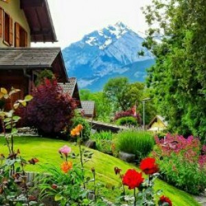 Ana Sheldeana profile icon