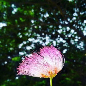 nyonya mulyono profile icon