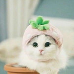 Yana Ajh profile icon