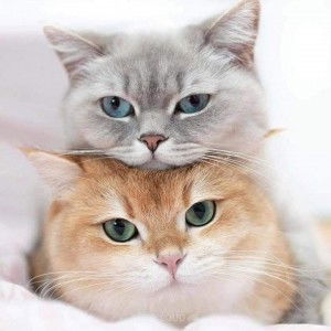 Siriluck Nusonram profile icon