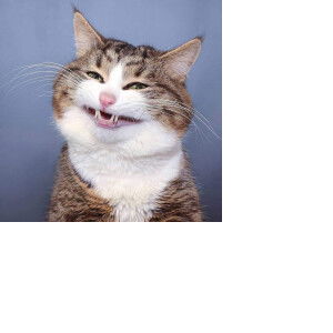 nini gigi profile icon