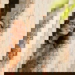 Rose Shell Aranas Autor profile icon