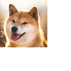 อาริงาโต๊ะ profile icon