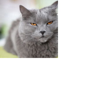 แปมแปม อองเต้ profile icon