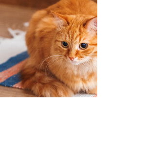 Manisara  profile icon