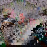 Sofianita profile icon