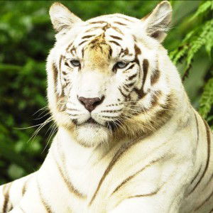 Tiger Alone profile icon