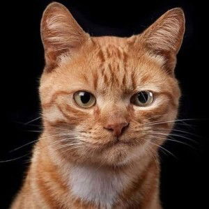 Febri Riski Satriana profile icon