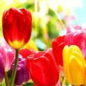 desiree santos profile icon