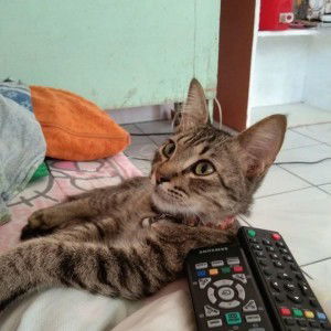 Rose Ann Rafon profile icon