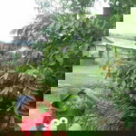 Pipih Renie profile icon