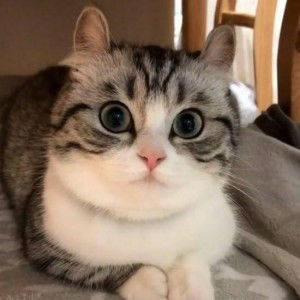 Insan Tak Sempurna profile icon