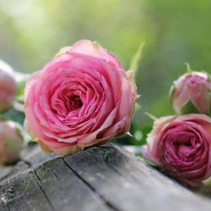 novita wati profile icon