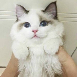 Irene Pramesty Cahyani (Iren) profile icon