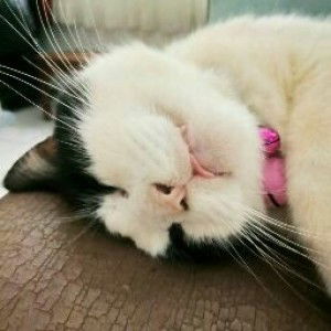 Helen Murjadi profile icon