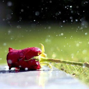 Sarli Darma profile icon