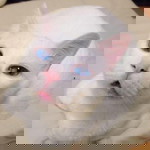 เหมียวเหมียว หง่าว profile icon