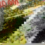 Cuoc Song Ao profile icon