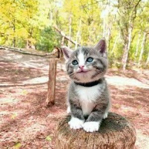 siinnai putri profile icon