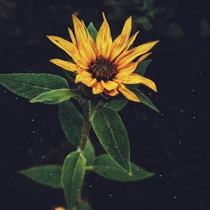 Nanda Agustina profile icon