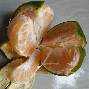 Sri musiyam profile icon