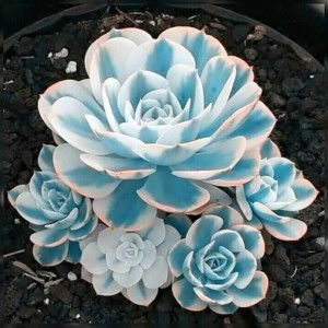 Lisriani profile icon