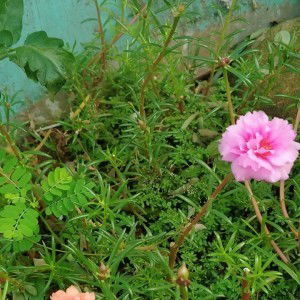 Putri Cemara profile icon