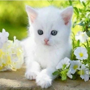 Ardhan Fachriyansyah profile icon