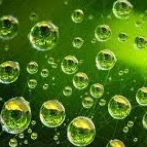 sdt madina profile icon