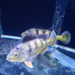 Anis Nur profile icon