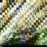 Anna Mardiana profile icon