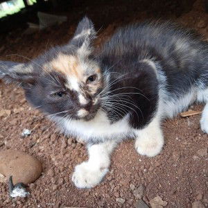 Siti Nurajizah Armitaaylia profile icon