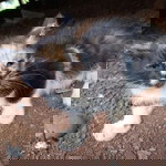 Siti Nurajizah Armitaaylia profile icon