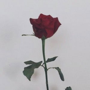 Anggita Saraswati profile icon