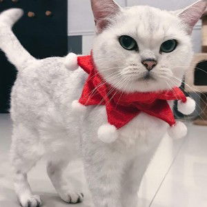 Tongta sheisrita profile icon