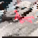 Tongta sheisrita profile icon