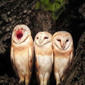 Meiliani profile icon