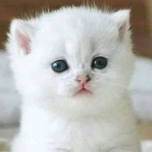 Dahri Dahri profile icon