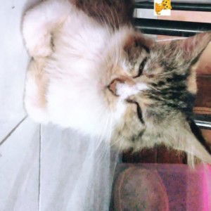 Milati Rosa Soleha profile icon