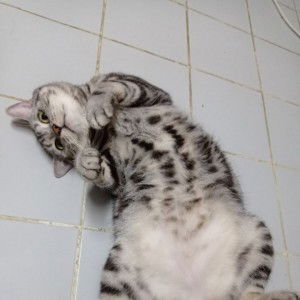 Pang Pond profile icon