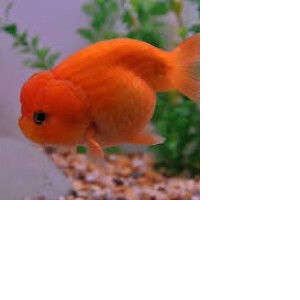 Pornpeeda Sukjai profile icon