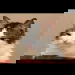 Ismi fadilah profile icon