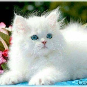 Yenni Thaliya profile icon