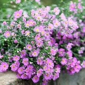 Thao Le profile icon