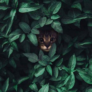 Surinipha Ing Ing profile icon