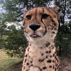 Thu Hang profile icon